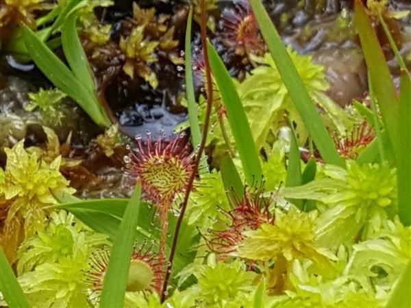Repair'plantes- Ramène ta plante