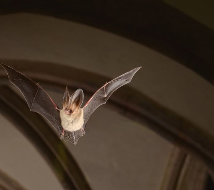 Nuit internationale de la chauve-souris