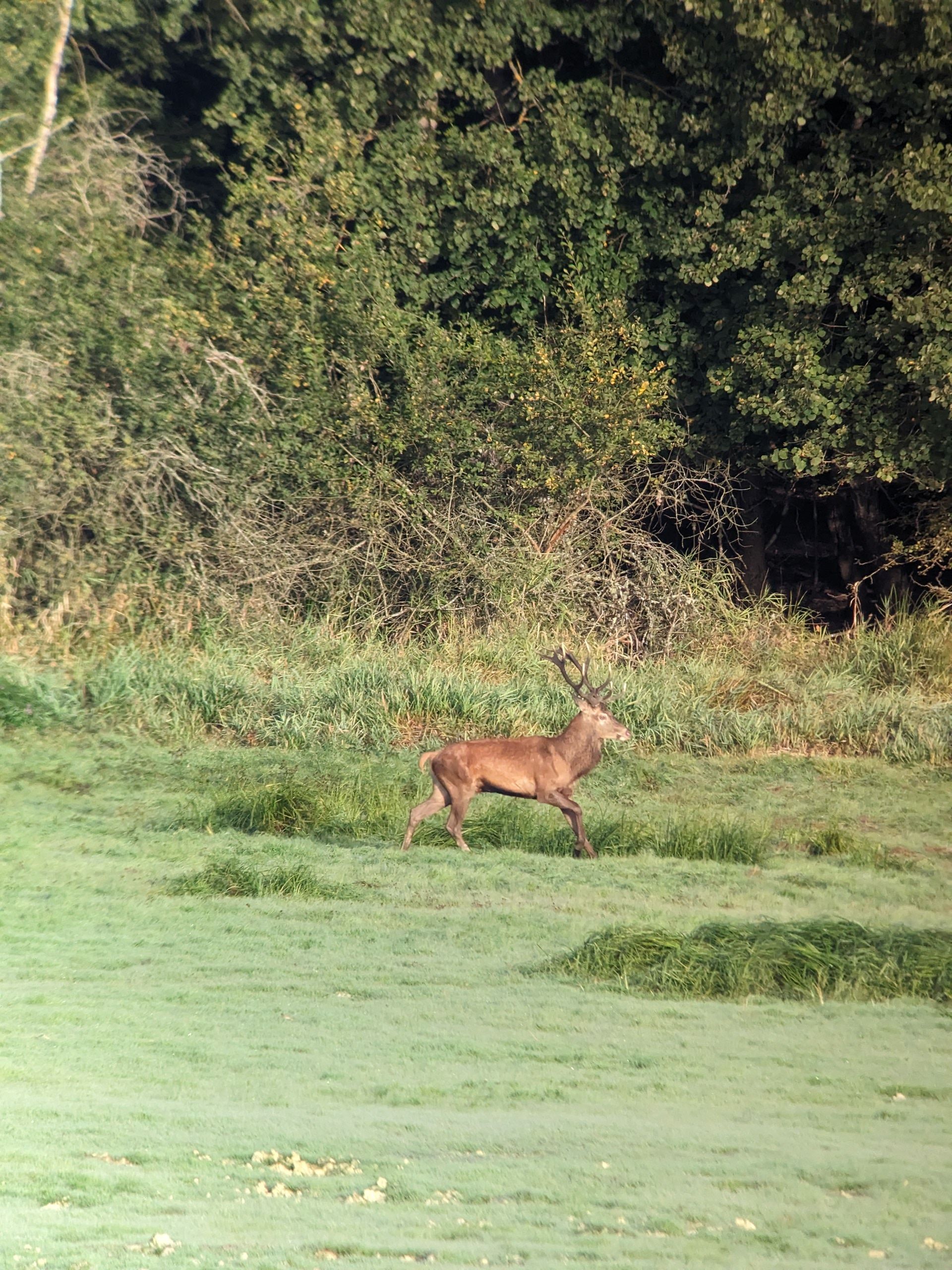 Vivez le brame du cerf dans le PNR de la Forêt d'Orient