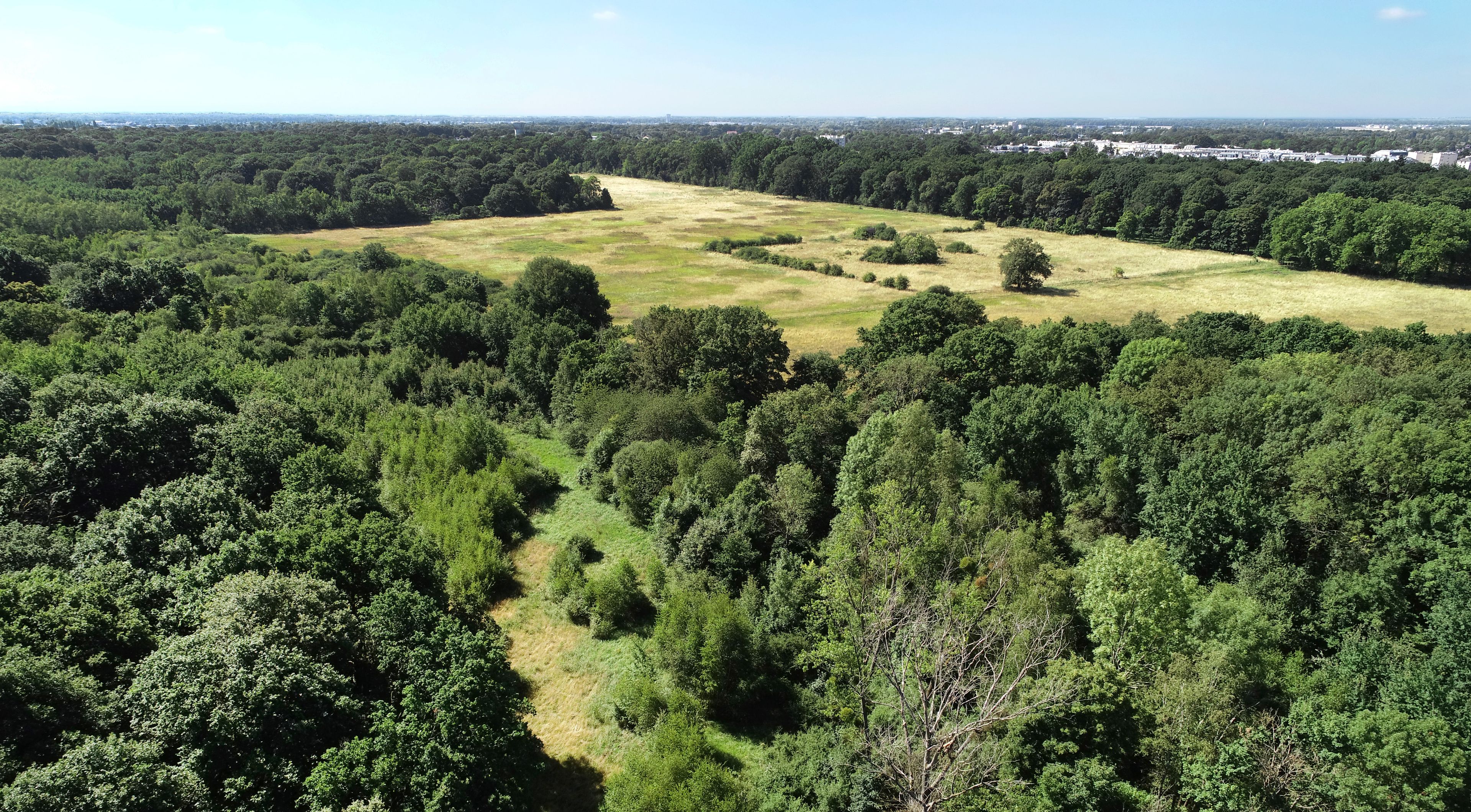 Du bois Saint-Martin à la forêt de Ferrières