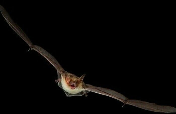 Fascinantes Chauves-souris