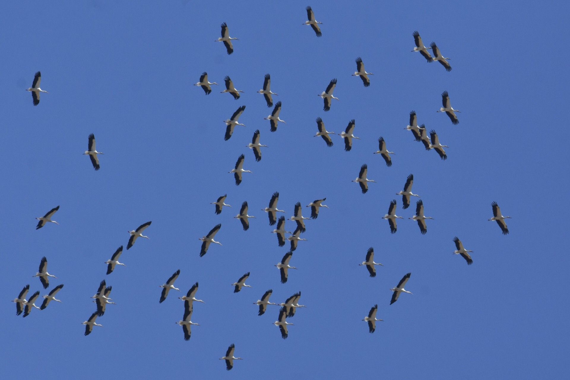Migration des oiseaux sur le site de Brassoir