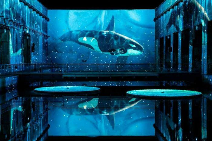 "Océan, une plongée immersive" aux Bassins des Lumières