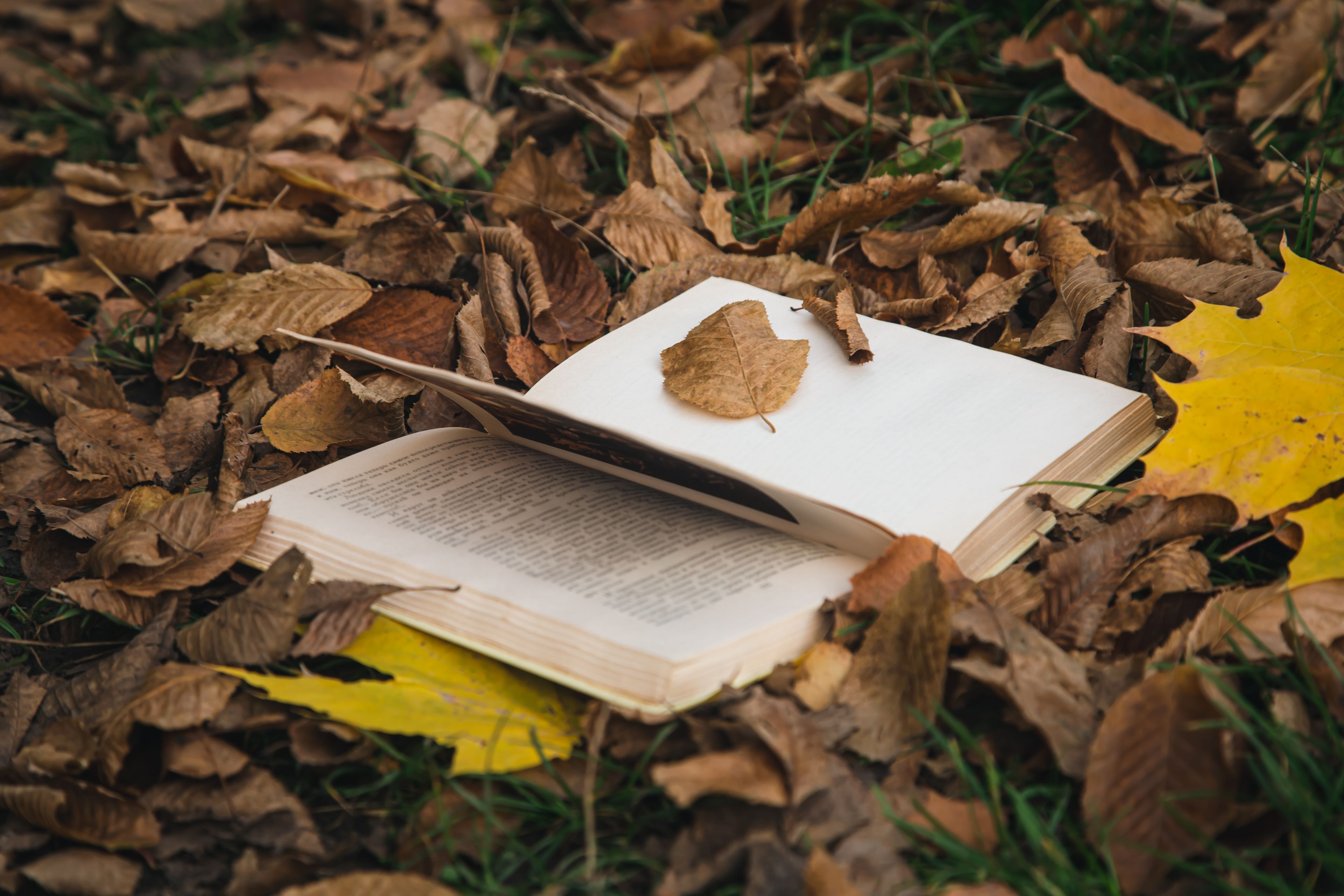 Atelier de curiosité : lire et dire la Terre