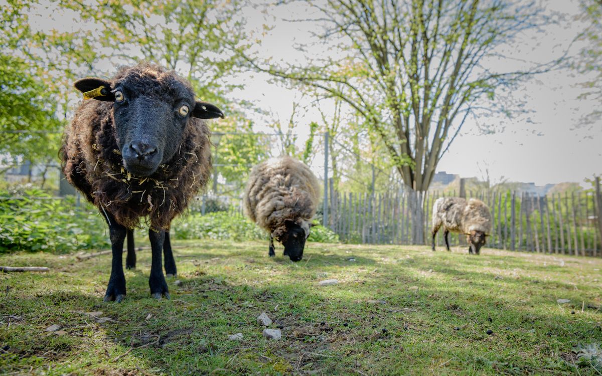 Soigneur d'un jour à la ferme pédagogique René Binet (18e)