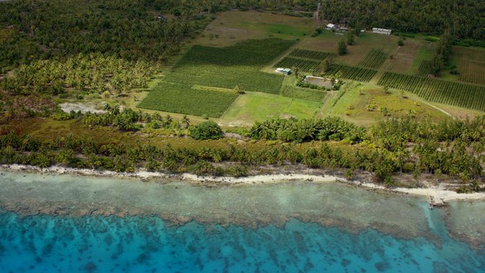 Polynésie, une vigne au milieu du pacifique