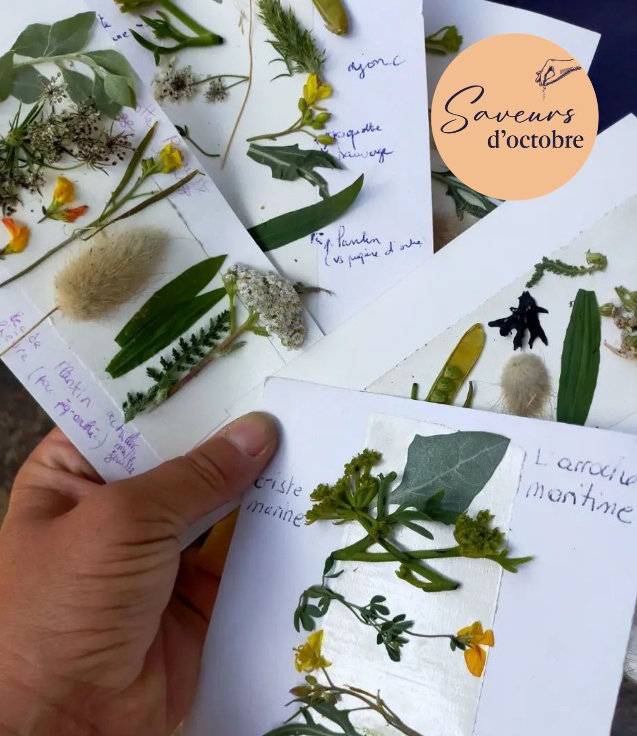 Enquête au village - Saveurs d'octobre