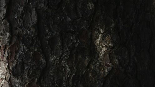Nature walk: "Interwoven trees"