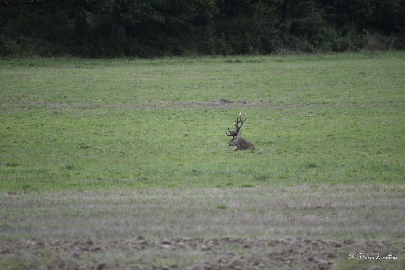 Vivre le brame du cerf