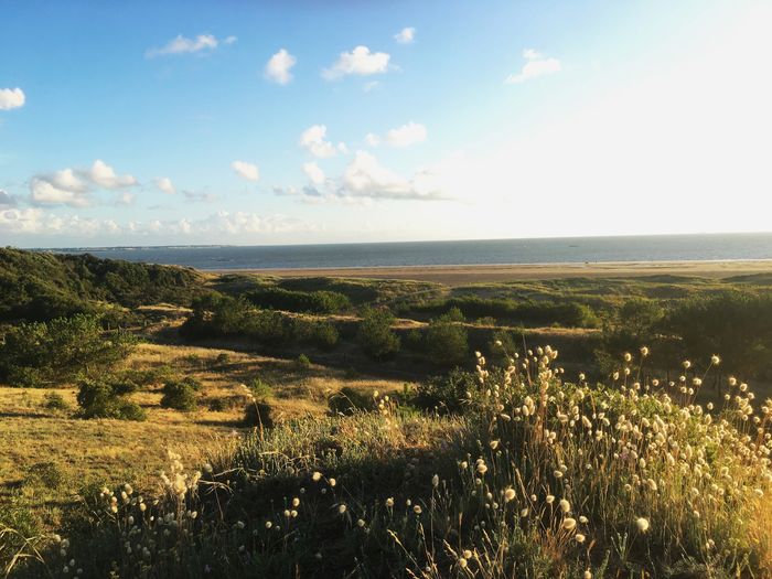 Le Cordon dunaire et la protection du littoral