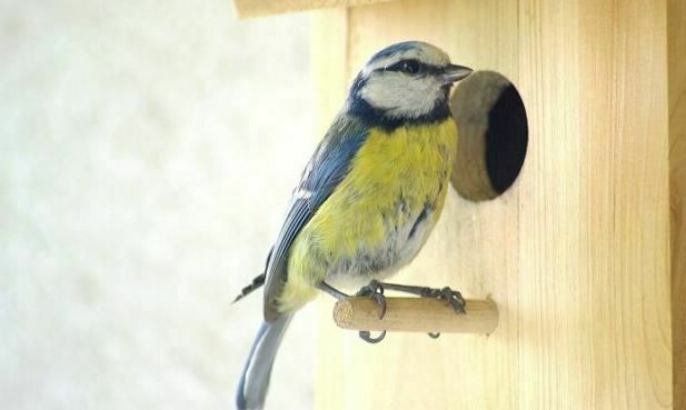 A chaque oiseau, son nichoir !