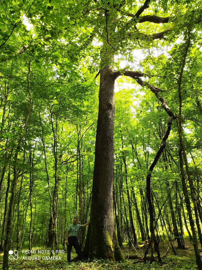 La forêt, gestion, évolution et préservation.