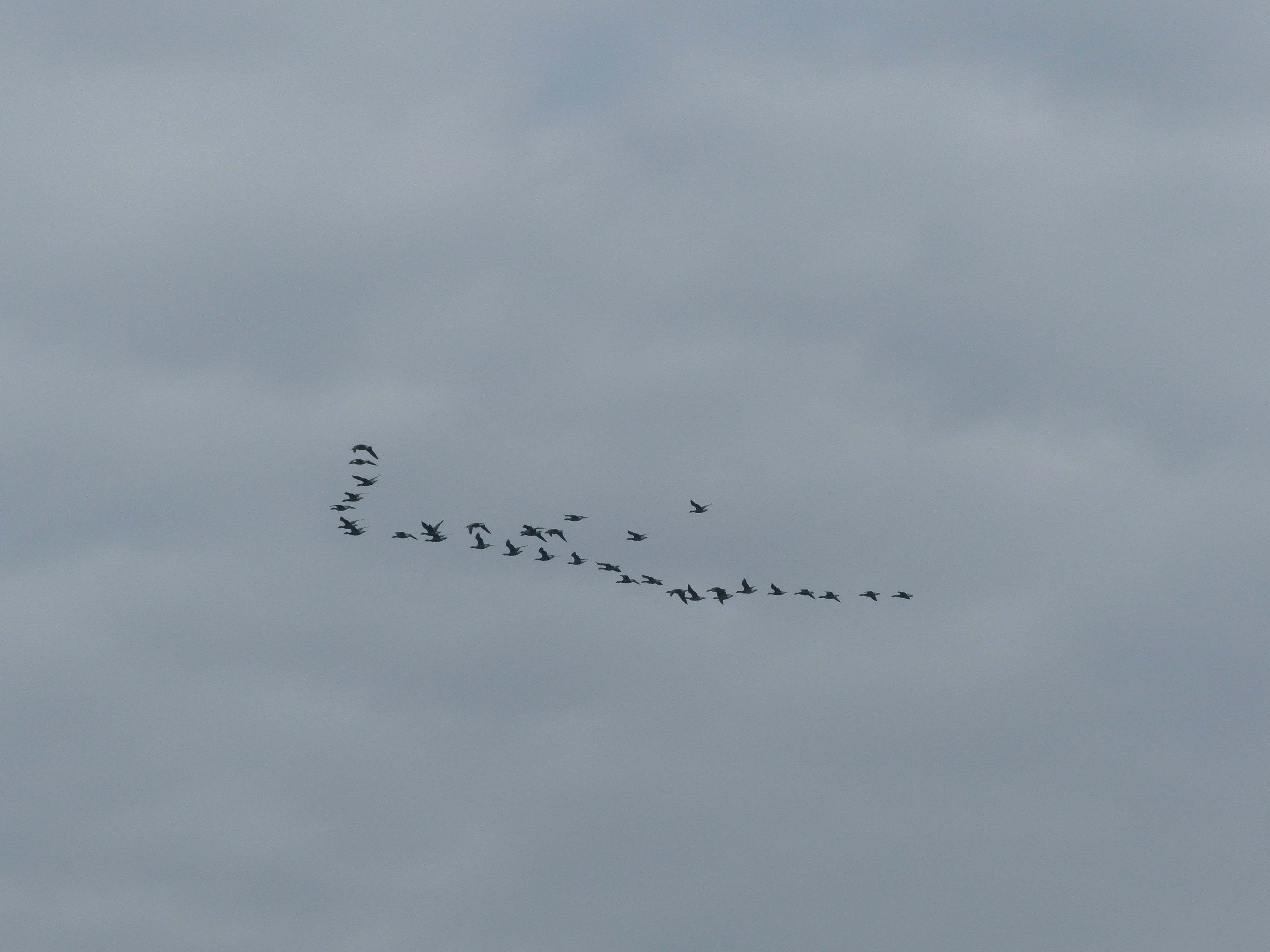 Balade nature "La migration"
