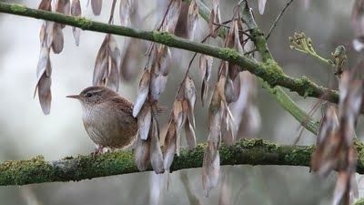 Stage d’initiation à la reconnaissance des chants des oiseaux communs