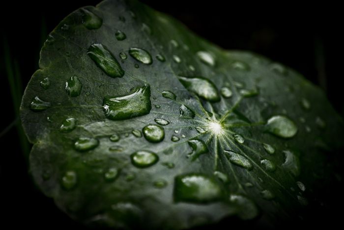 Comment économiser et stocker l'eau au jardin ?