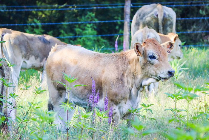 Découverte de l'éco-pâturage et des vaches nantaises