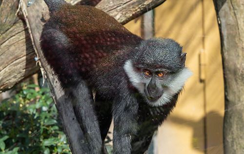 Découverte du Parc zoologique de Lyon