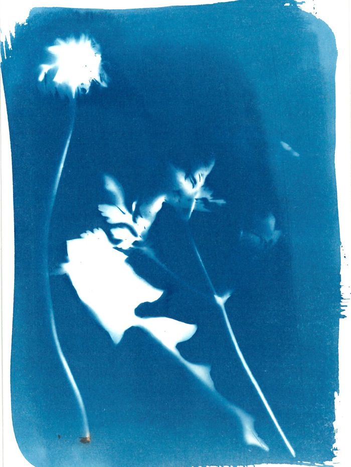 Mon photogramme végétal - Atelier cyanotype