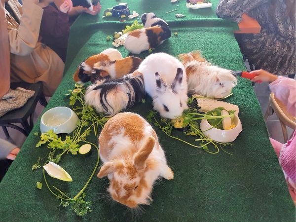 MEDIATION ANIMALE
