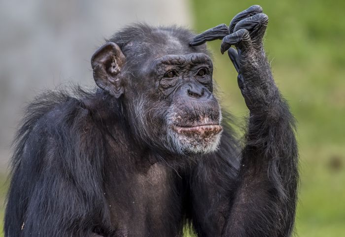 Projection "Jane Goodall au secours des chimpanzés"