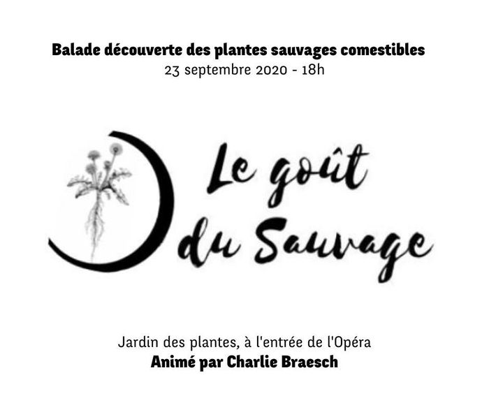 (balade découverte) Les plantes sauvages, alliés complémentaires pour l'alimentation ? dans le cadre de la Fête des Possibles du CTC42