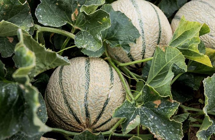 Fête du melon