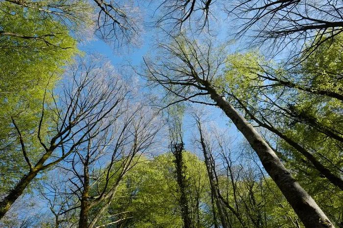 Bain de forêt - les bienfaits de la nature sur la santé humaine