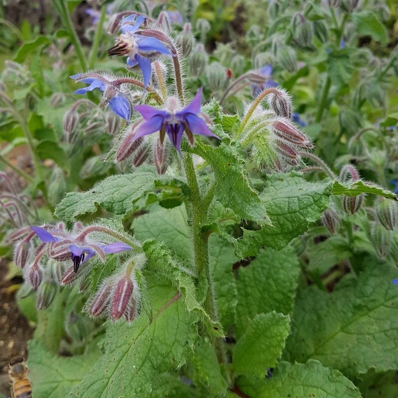 Balade nature à la découverte des délicieuses plantes sauvages et comestibles