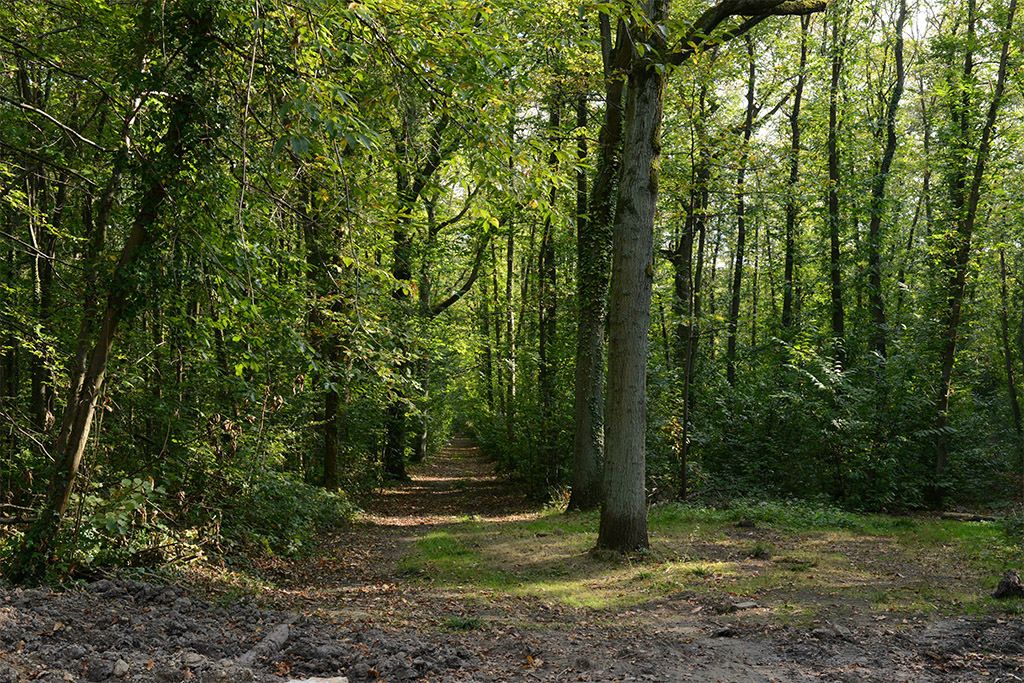 Les milles richesses de la forêt : humus, châtaignes et champignons