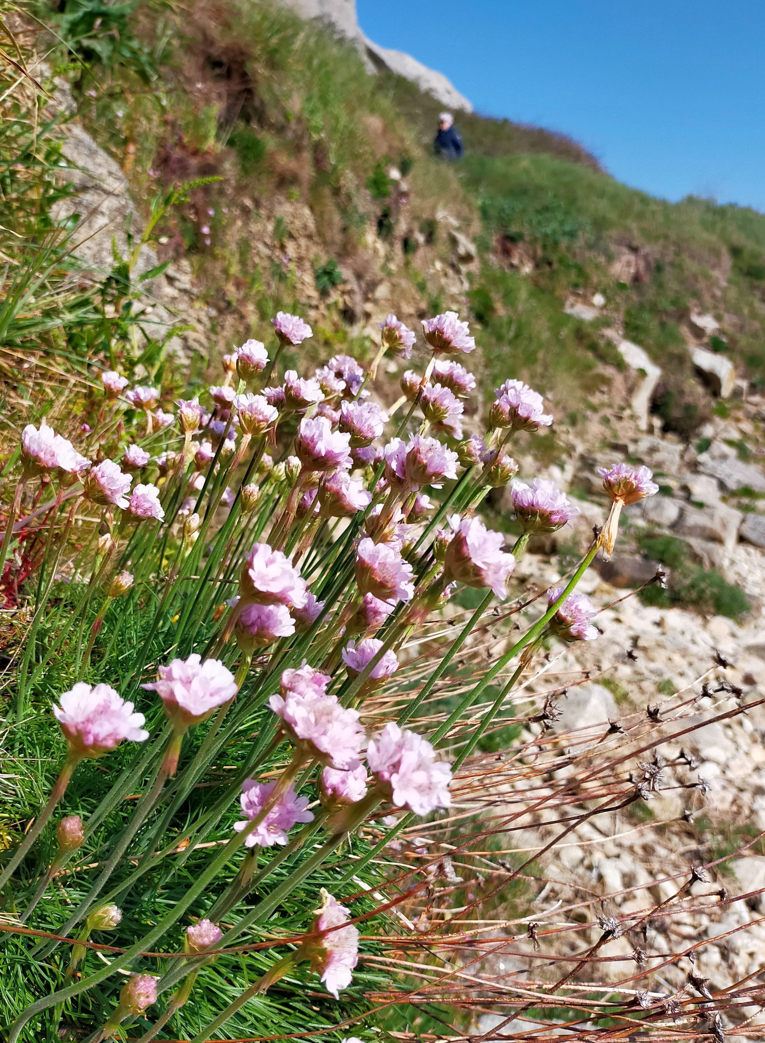 Balade plantes littorales comestibles