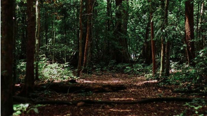 Sortie nature « Promenons-nous dans les bois »