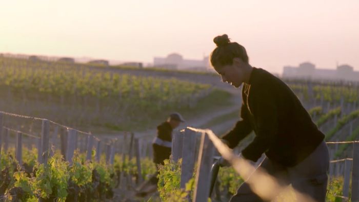 Les Vignerons du vivant - projection documentaire