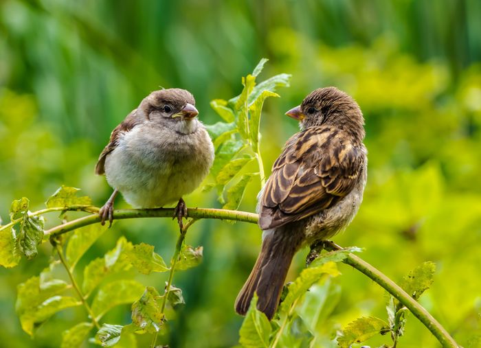 Fabrication de nichoirs et balade sur le thème du chant des oiseaux