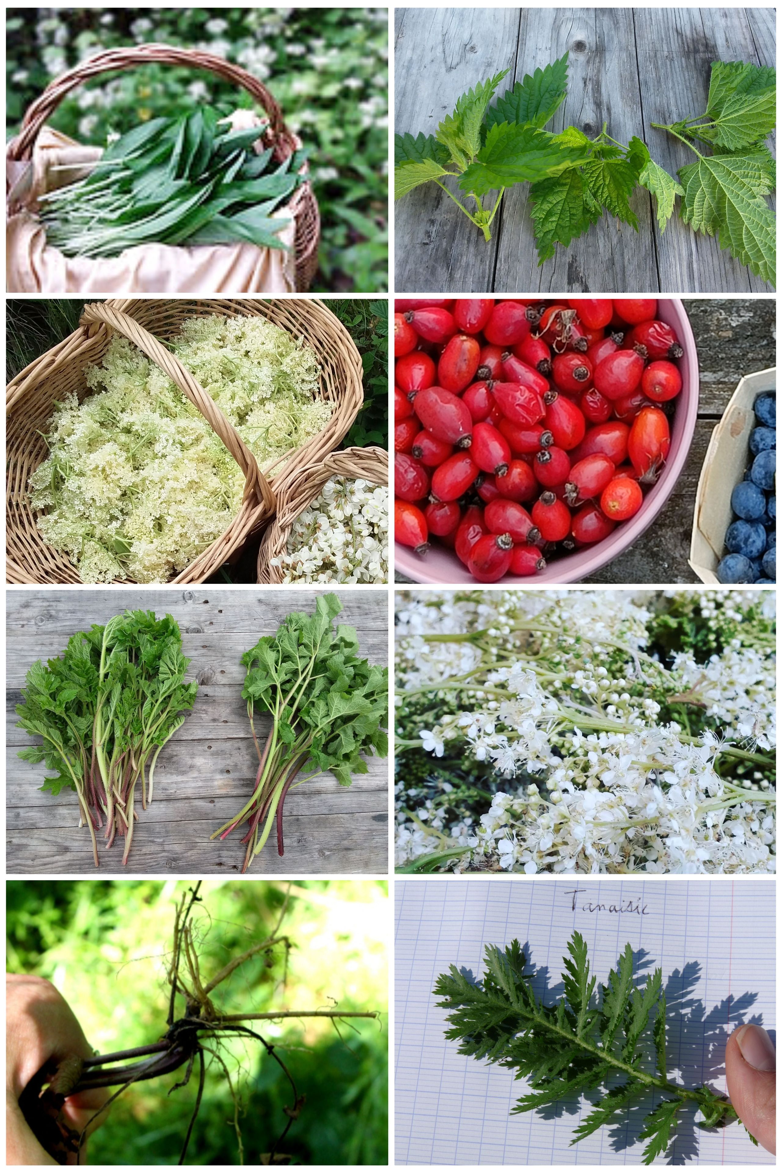 Cuisine sauvage
