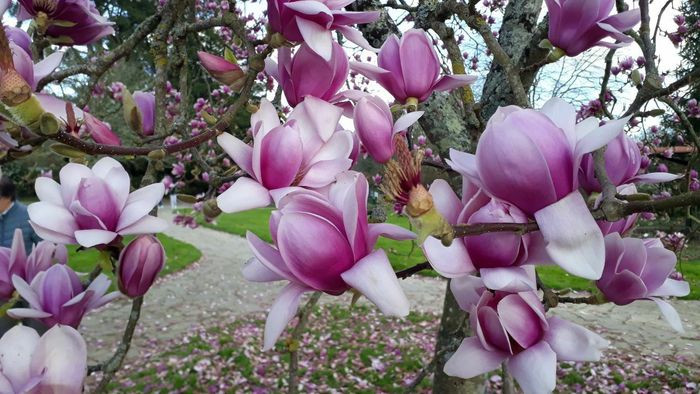 Les prémices du printemps au Parc de la Beaujoire
