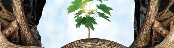 [Projection-débat] L’Intelligence des Arbres