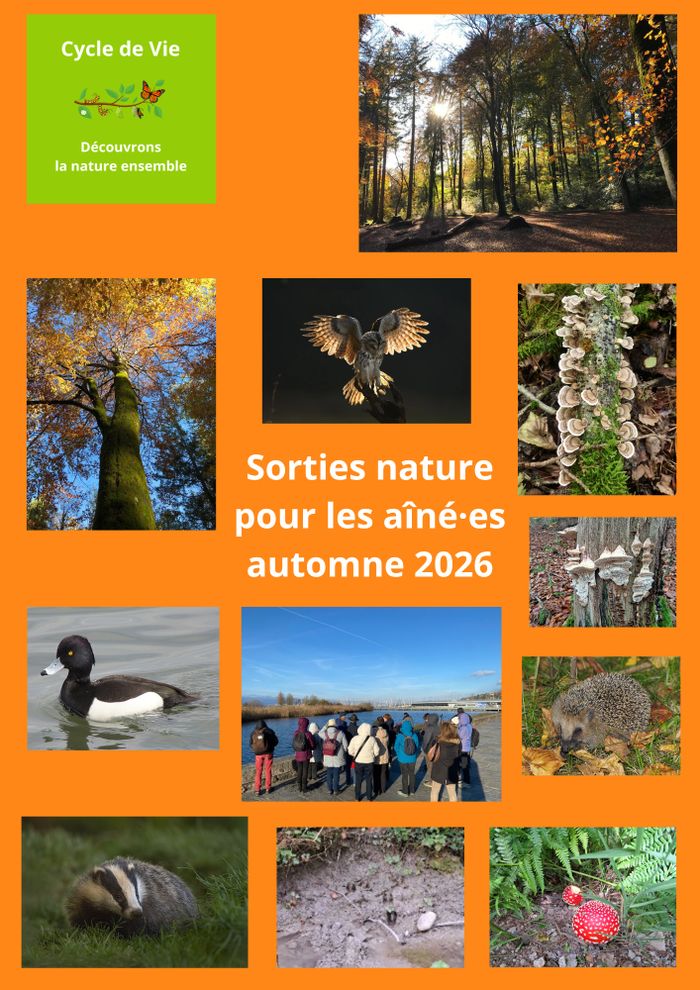 La magie des arbres en automne