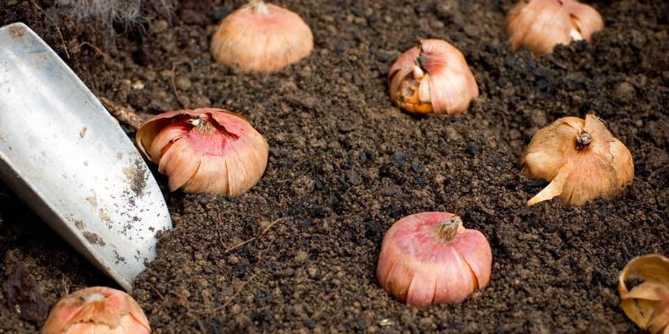 Let's Plant Bulbs!
