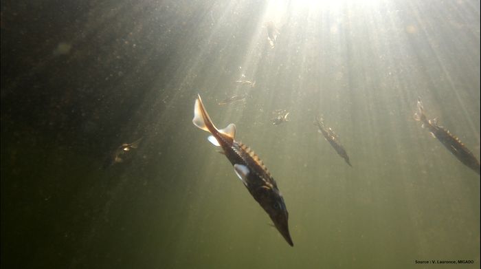 Conférence: les poissons migrateurs dans le bassin Garonne Dordogne