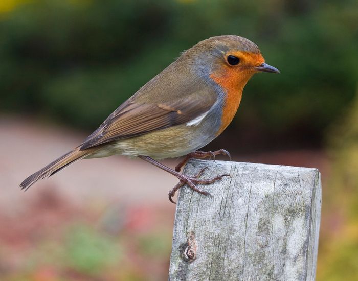 [RAOK AN HAÑV] Balade sur le chant des oiseaux et les dictons en breton