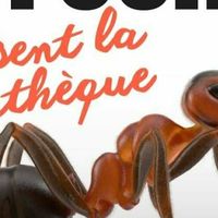 Fourmilière géante - Fête de la science