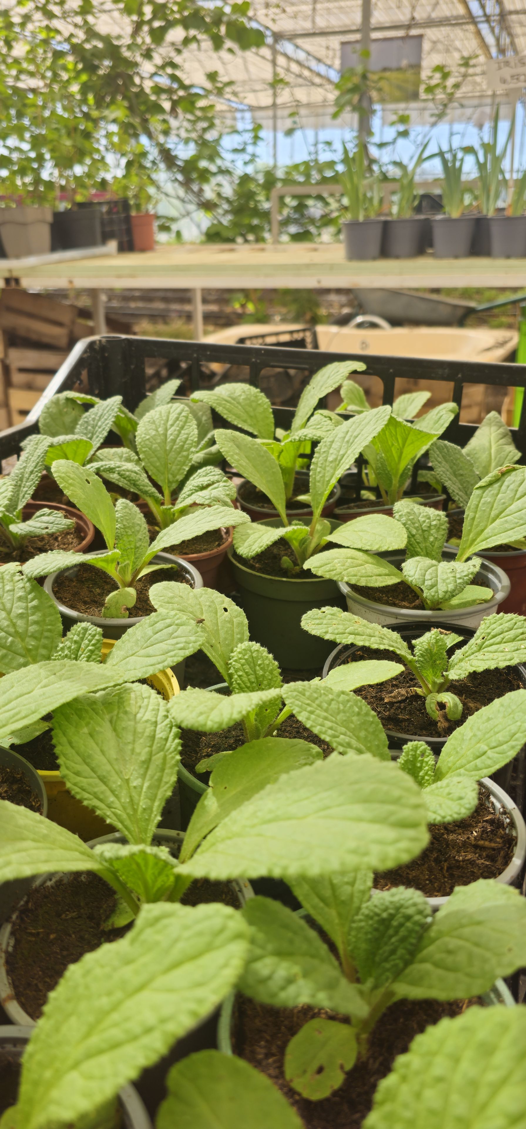 Atelier bouturage et multiplication des légumes