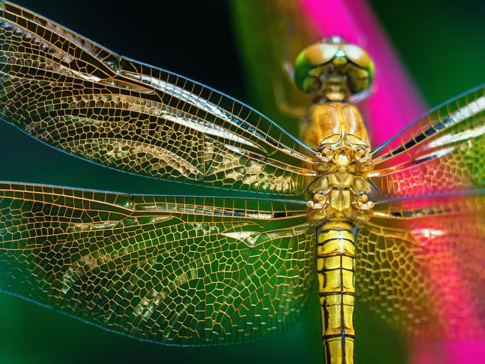 Conférence "libellules fascinantes créatures" à  Saint-Aignan de Grandlieu