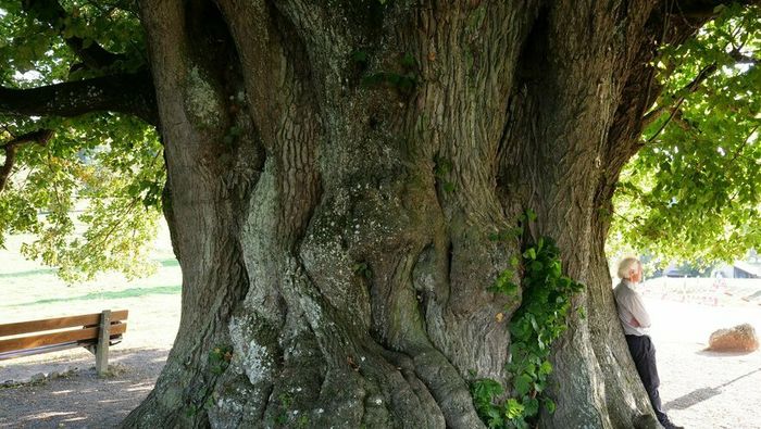 Projection - conférence "La puissance des arbres"