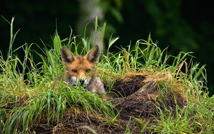 La Maison de l'animal : toute la programmation