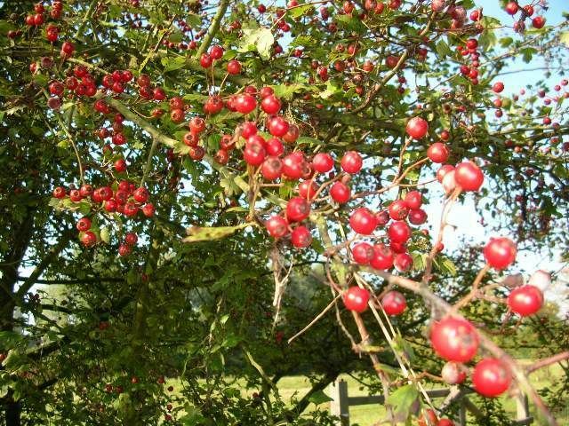 Nature Walk Through the Colors of Life