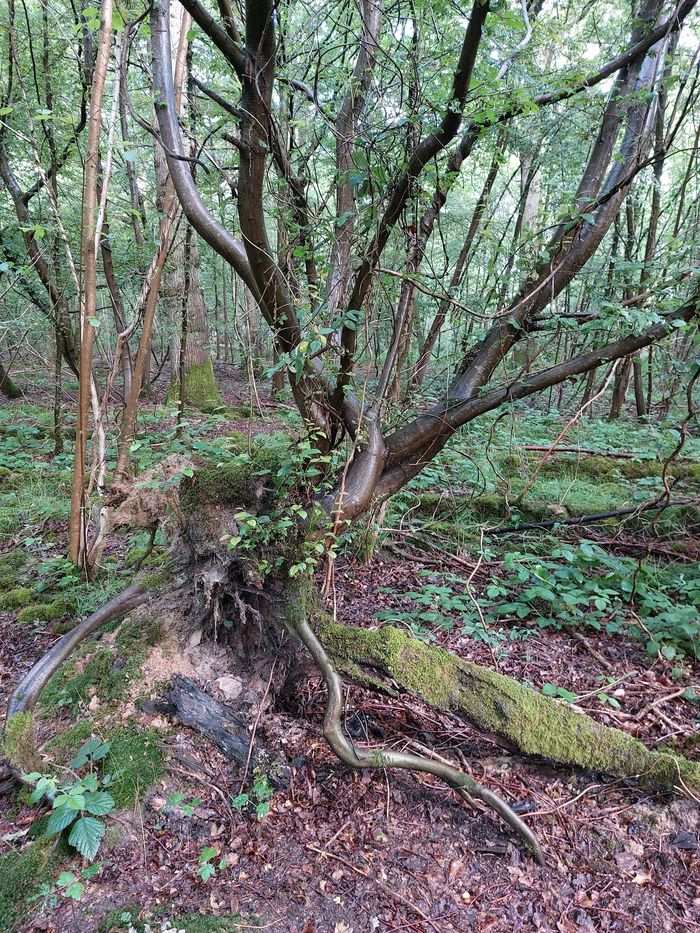 Venez à la découverte des gardiens naturels des arbres, et créez le vôtre !