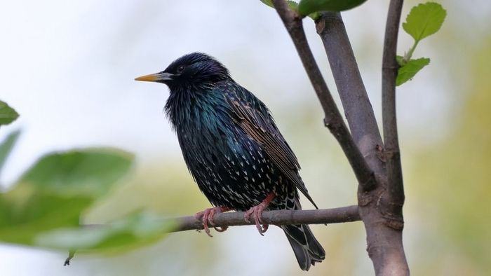 Stage d’initiation à la reconnaissance des chants des oiseaux