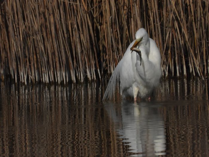 Sortie nature coorganisée par Île-de-France Nature Observation d'oiseaux migrateurs, oiseaux d'eau, rapaces, passereaux