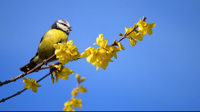 Stage initiation au chant des oiseaux (débutants)